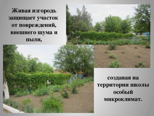 Живая изгородь защищает участок от повреждений, внешнего шума и пыли, создавая на территории школы особый микроклимат. 