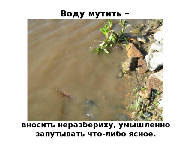 Тише воды ниже травы картинка