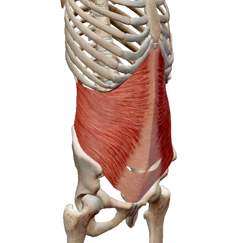 M rectus abdominis