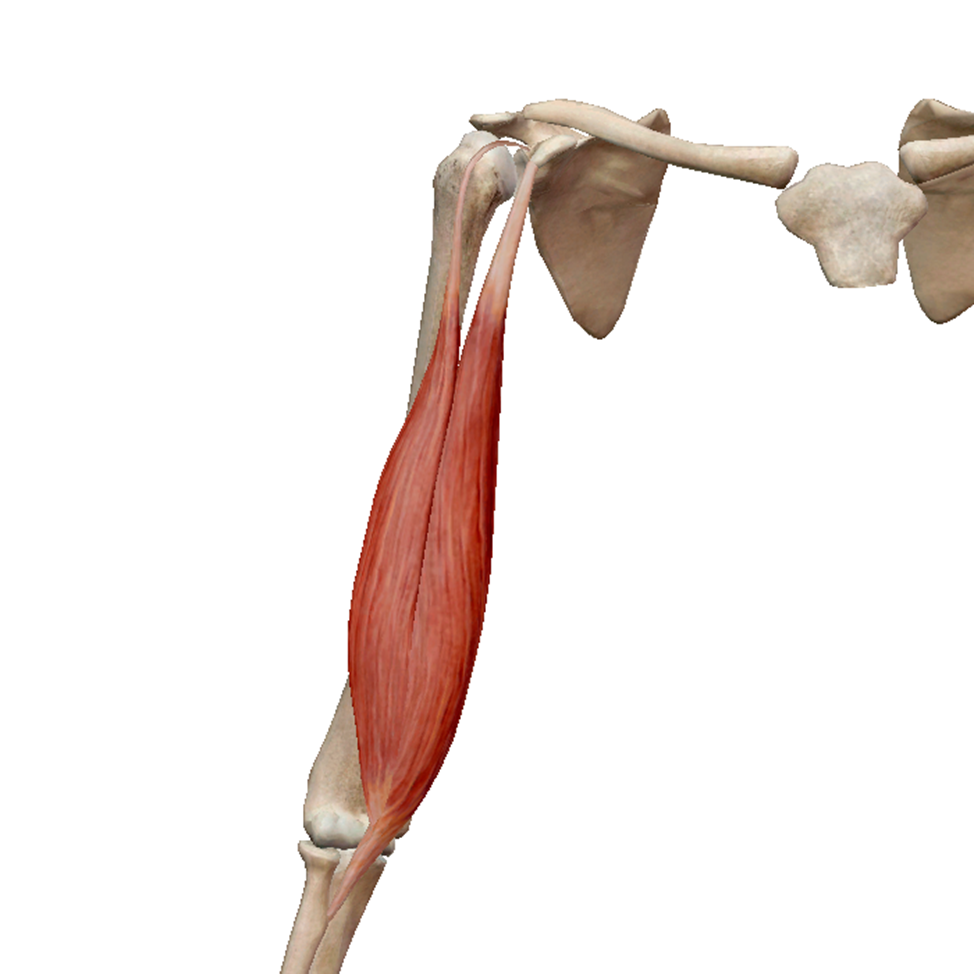Двуглавая мышца плеча. Двуглавая мышца плеча анатомия. Biceps brachii мышца. Плечевая мышца (m. brachialis). Длинная головка двуглавой мышцы плеча.