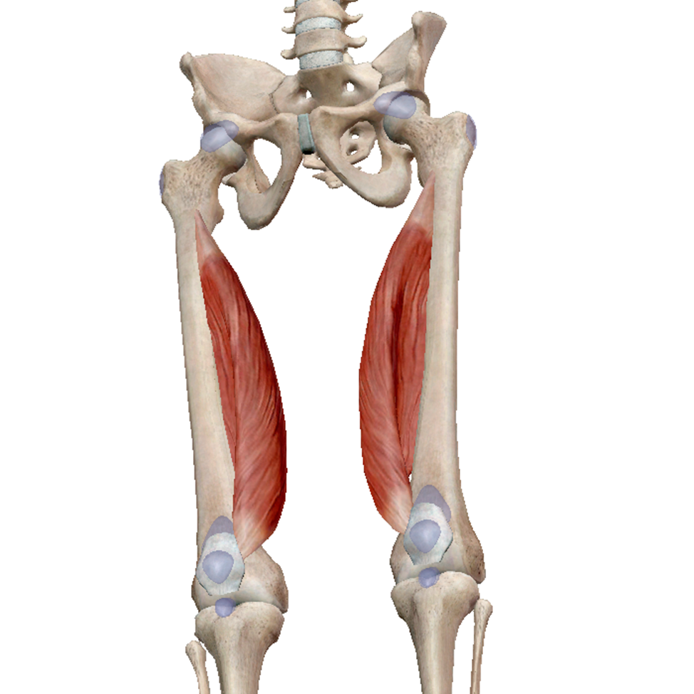 Quadriceps femoris мышца