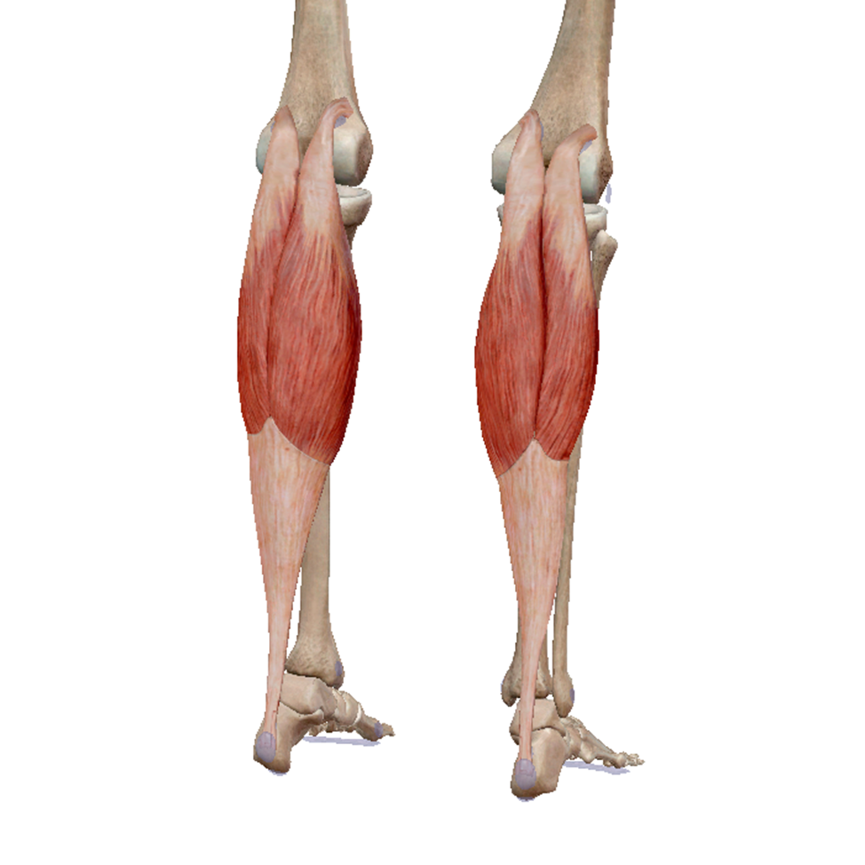 Calf muscles. Икроножная мышца анатомия. Икроножная мышца (musculus gastrocnemius). Камбаловидная мышца бедра анатомия. Трехглавая мышца голени крепление.