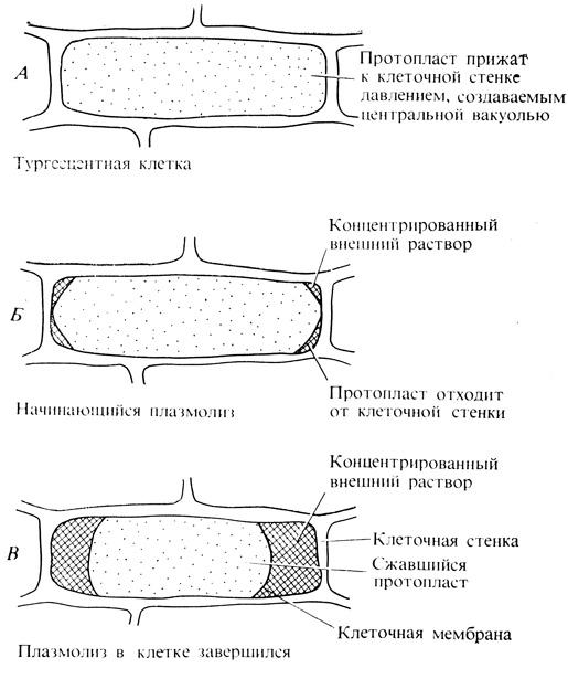 Плазмолиз и деплазмолиз