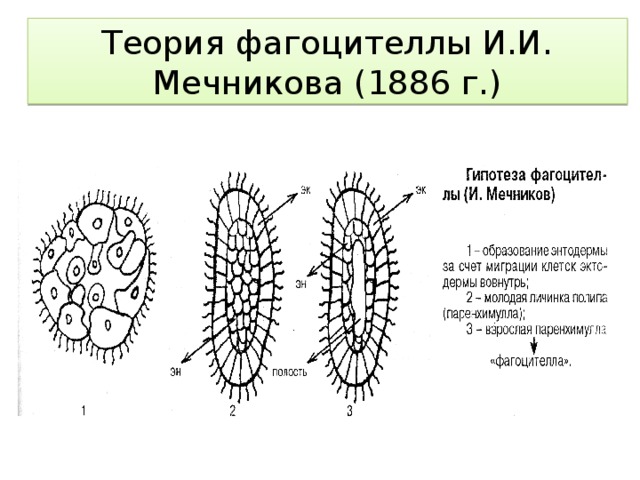 Теория фагоцителлы И.И. Мечникова (1886 г.) 