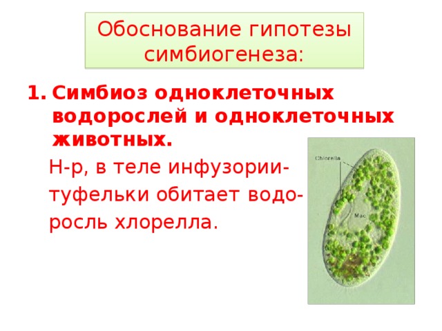 Обоснование гипотезы симбиогенеза: Симбиоз одноклеточных водорослей и одноклеточных животных.  Н-р, в теле инфузории-  туфельки обитает  водо-  росль хлорелла. 
