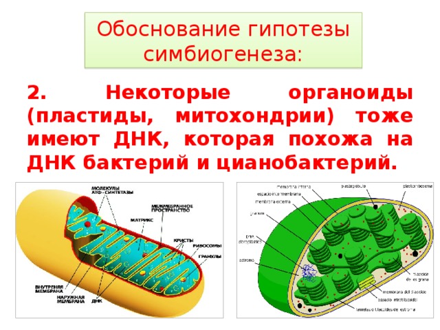 Обоснование гипотезы симбиогенеза: 2. Некоторые органоиды (пластиды, митохондрии) тоже имеют ДНК, которая похожа на ДНК бактерий и цианобактерий. 