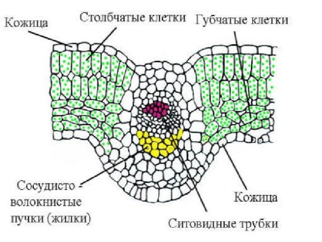 Строение жилки листа схема