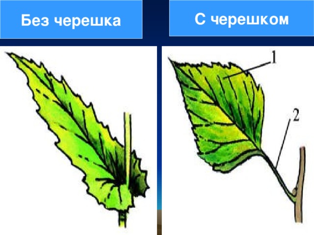 Из чего состоит презентация из листов из рисунков