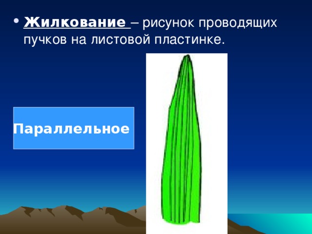 Лук репчатый жилкование. Параллельное жилкование листа. Жилкование листа пшеницы. Жилкование листа драцены. Жилкование листа пальмы.