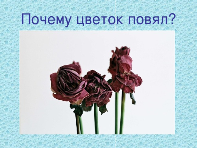 Почему цветок повял? 