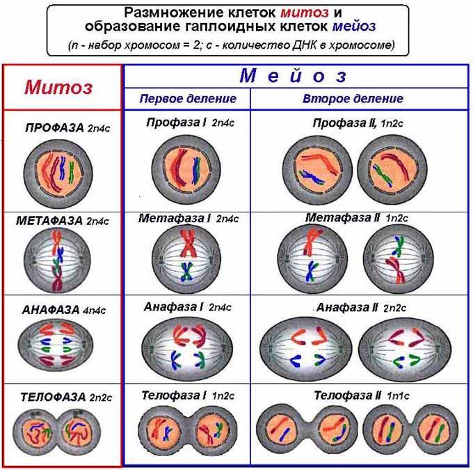 Мейоз с 6 хромосомами схема