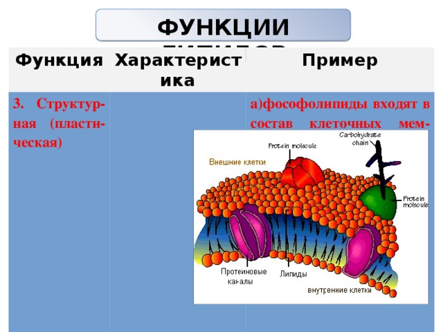 ФУНКЦИИ ЛИПИДОВ   Функция Характеристика 3. Структур-ная (пласти-ческая) Пример   а)фософолипиды входят в состав клеточных мем-бран                 