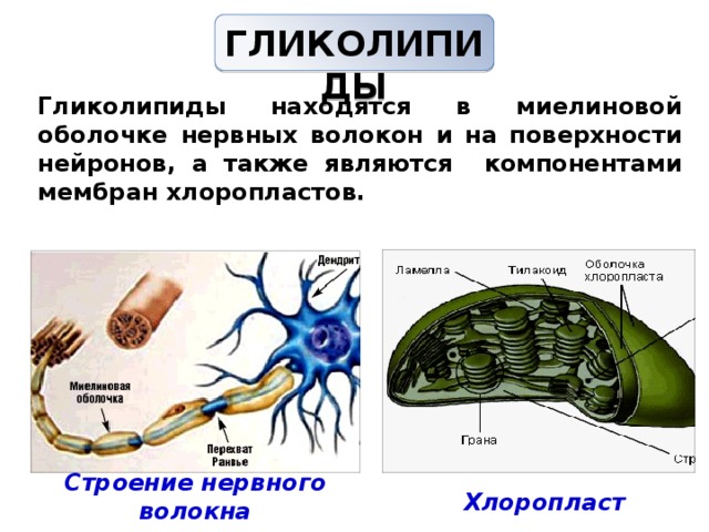 Миелиновая оболочка покрывает тело нейрона. Гликолипиды в миелиновой оболочке. Липиды миелиновой оболочки. Фосфолипиды в хлоропластах. Гликолипиды входят в состав миелиновых.