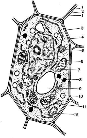 Рисунок растительной клетки 6 класс биология впр. Растительная клетка цитология. Растительная клетка строение рисунок 10 класс. Растительная клетка клетка рисунок. Рис 1 растительная клетка.