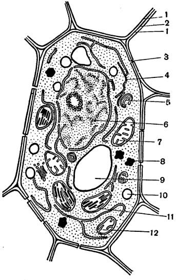 Схематичный рисунок растительной клетки