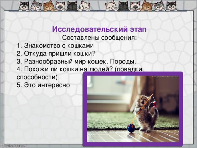 План о домашнем питомце 2 класс. Исследовательский проект на тему кошки. Проектная работа про кошек. Исследовательский проект про кошек. Проект на тему кошки 2 класс.