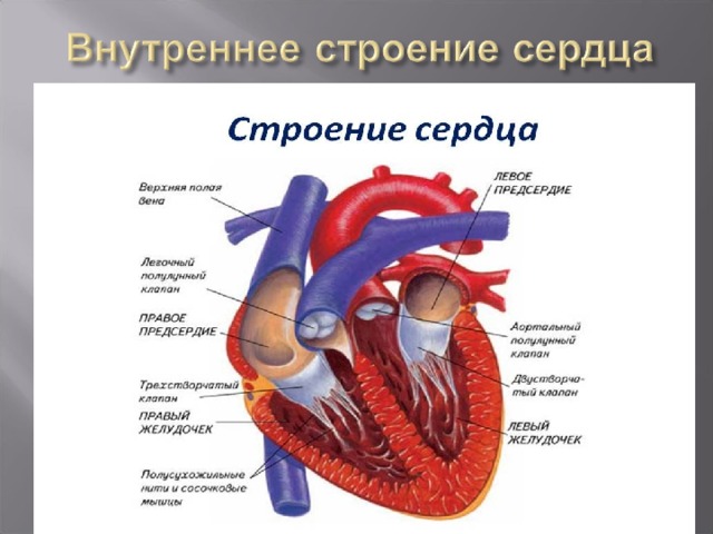 Строение и работа сердца 8 класс. Строение сердца и его цикл. Строение сердца вывод. Строение сердца лисы. Строение сердца и опись.