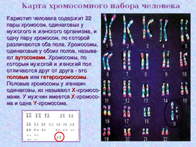 Генетическая карта хромосом человека