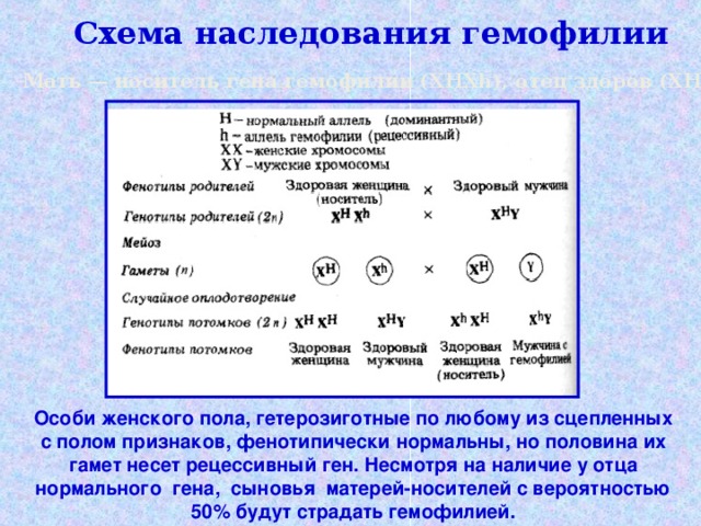 Схема наследования гемофилии