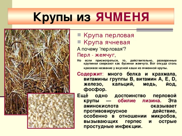 Чем полезна перловка. Ячневая крупа из какого злака. Ячневая крупа зерновая культура. Перловая крупа из какого зерна. Ячневая крупа как растет.