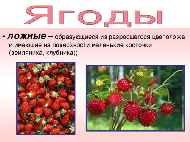 Земляника относится к группе. Цветоложе земляники. Ложные ягоды. Разросшееся цветоложе у земляники это что. Земляника относится к.