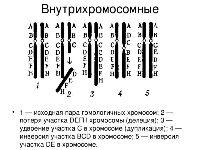 Внутрихромосомные 1 — исходная пара гомологичных хромосом; 2 — потеря участка DEFH хромосомы (делеция); 3 — удвоение участка С в хромосоме (дупликация); 4 — инверсия участка BCD в хромосоме; 5 — инверсия участка DE в хромосоме.         