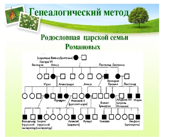 Суть генеалогического метода генетики