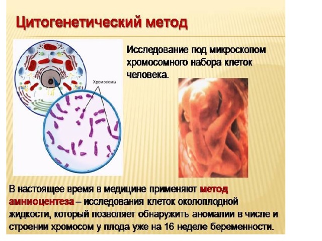 Цитогенетический метод генетики презентация