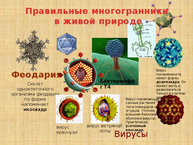 Презентация многогранники в биологии