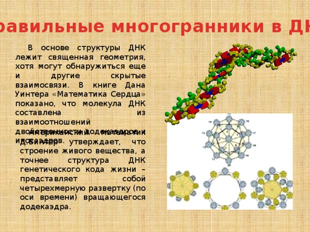 Правильные многогранники в ДНК В основе структуры ДНК лежит священная геометрия, хотя могут обнаружиться еще и другие скрытые взаимосвязи. В книге Дана Уинтера «Математика Сердца» показано, что молекула ДНК составлена из взаимоотношений двойственности додекаэдров и икосаэдров. Американский математик Д.Винтер утверждает, что строение живого вещества, а точнее структура ДНК генетического кода жизни – представляет собой четырехмерную развертку (по оси времени) вращающегося додекаэдра. 