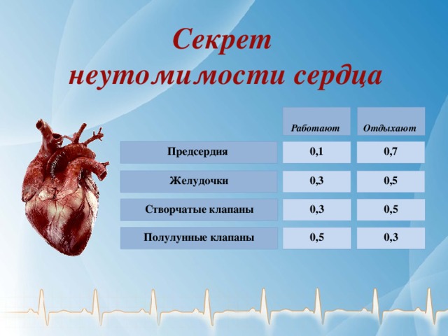 Секрет неутомимости сердца   Отдыхают Работают 0,7 Предсердия 0,1    0,3 Желудочки 0,5    Створчатые клапаны 0,3 0,5    0,5 0,3 Полулунные клапаны    