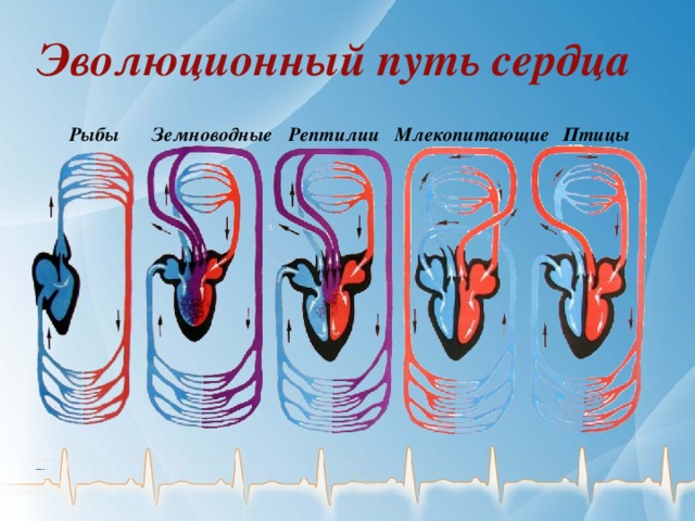 Эволюционный путь сердца Рыбы Земноводные Рептилии Млекопитающие Птицы 