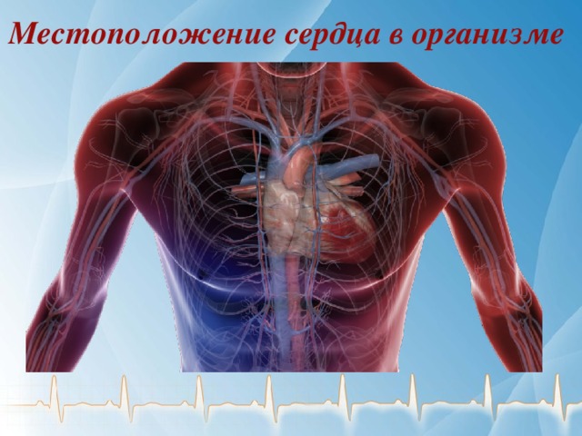 Местоположение сердца в организме 