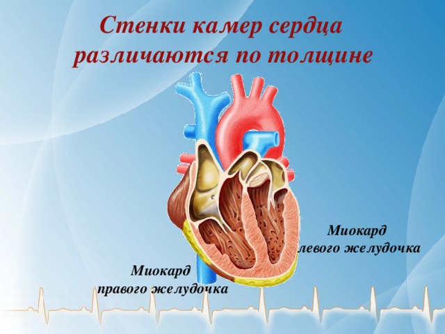 Стенки камер сердца различаются по толщине Миокард левого желудочка Миокард правого желудочка 