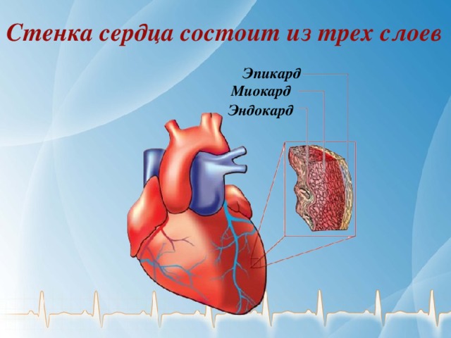 Стенка сердца состоит из трех слоев Эпикард Миокард Эндокард 