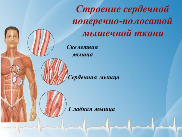 Строение сердечной поперечно-полосатой мышечной ткани Скелетная мышца Сердечная мышца Гладкая мышца 