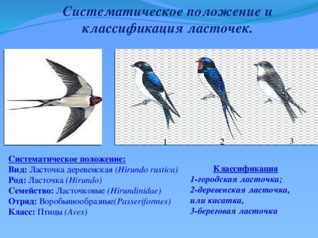 На серии изображений представлена городская ласточка какое общее свойство