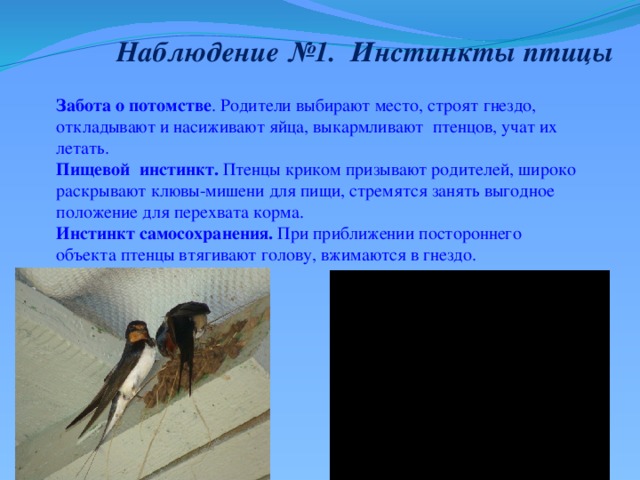 Как птицы заботятся о своем потомстве 7 класс проект