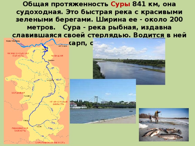 Откуда берет начало сура. Река Сура в Пензенской области. Река Сура карта реки. Схема реки Сура. Куда впадает река Сура.