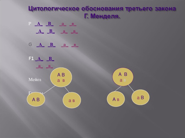 3 закон менделя презентация