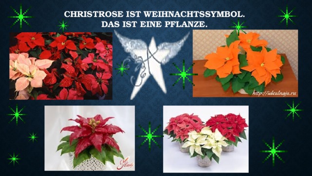 Christrose ist Weihnachtssymbol.  Das ist eine Pflanze. 