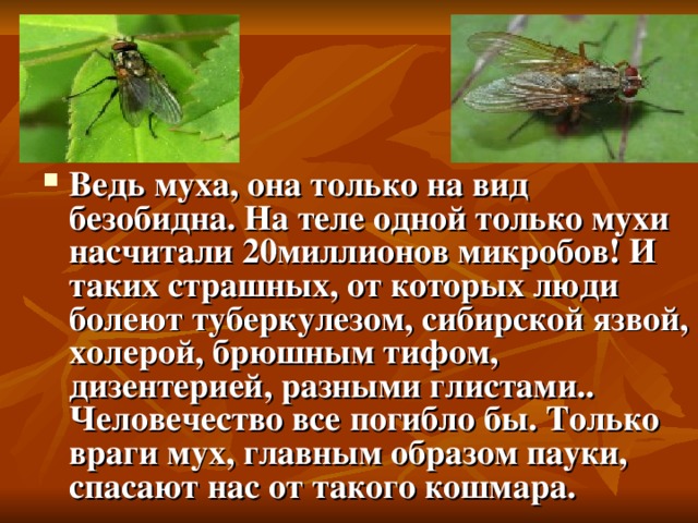 Ведь муха, она только на вид безобидна. На теле одной только мухи насчитали 20миллионов микробов! И таких страшных, от которых люди болеют туберкулезом, сибирской язвой, холерой, брюшным тифом, дизентерией, разными глистами.. Человечество все погибло бы. Только враги мух, главным образом пауки, спасают нас от такого кошмара. 11 