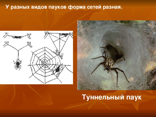 У разных видов пауков форма сетей разная. Туннельный паук   