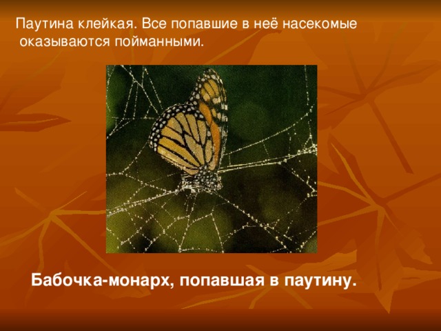 Паутина клейкая. Все попавшие в неё насекомые  оказываются пойманными. Бабочка-монарх, попавшая в паутину.  