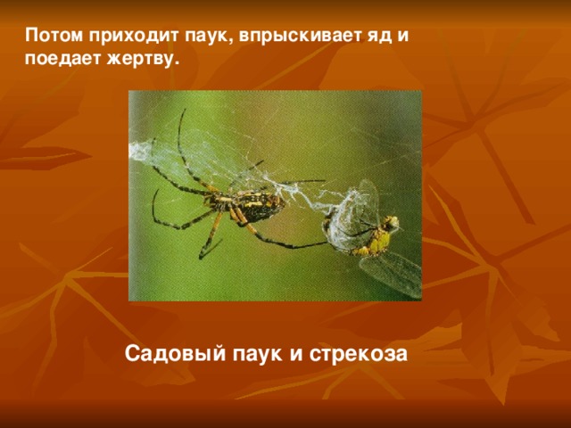Потом приходит паук, впрыскивает яд и поедает жертву. Садовый паук и стрекоза  