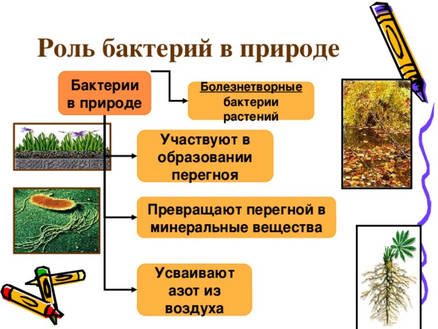 Значение бактерий и грибов. Роль бактерий в жизни растений и человека. Значение бактерий в жизни человека и растений. Роль бактерий в природе для растений. Схема значение бактерий.