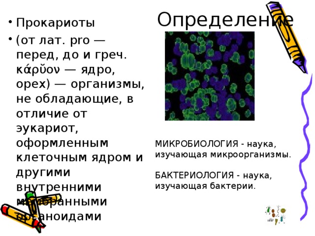 Какие организмы называют прокариотами приведите пример