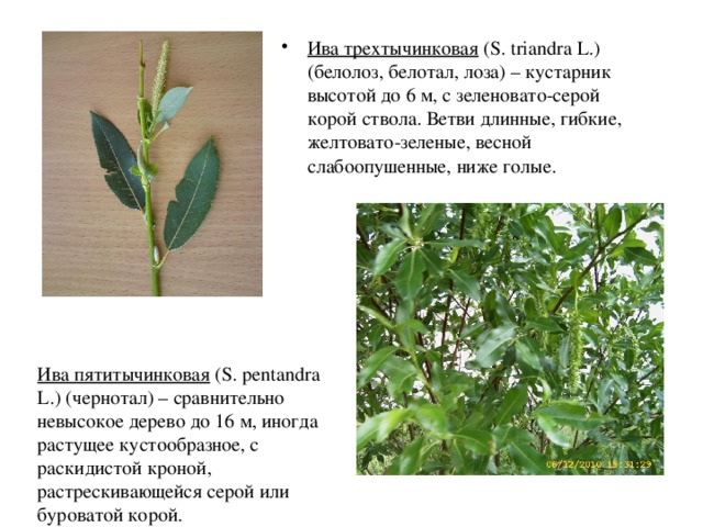 Ива трехтычинковая ( S . triandra L .) (белолоз, белотал, лоза) – кустарник высотой до 6 м, с зеленовато-серой корой ствола. Ветви длинные, гибкие, желтовато-зеленые, весной слабоопушенные, ниже голые. Ива пятитычинковая ( S . pentandra L .) (чернотал) – сравнительно невысокое дерево до 16 м, иногда растущее кустообразное, с раскидистой кроной, растрескивающейся серой или буроватой корой. 