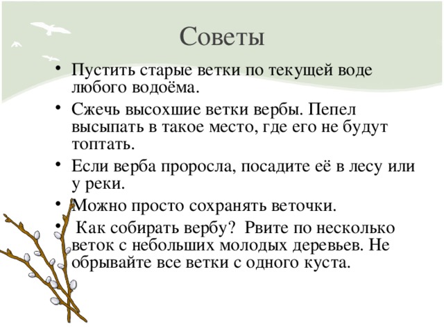 Советы Пустить старые ветки по текущей воде любого водоёма. Сжечь высохшие ветки вербы. Пепел высыпать в такое место, где его не будут топтать. Если верба проросла, посадите её в лесу или у реки. Можно просто сохранять веточки.  Как собирать вербу? Рвите по несколько веток с небольших молодых деревьев. Не обрывайте все ветки с одного куста.  