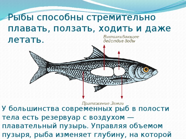 Строение рыбы 7 класс биология презентация